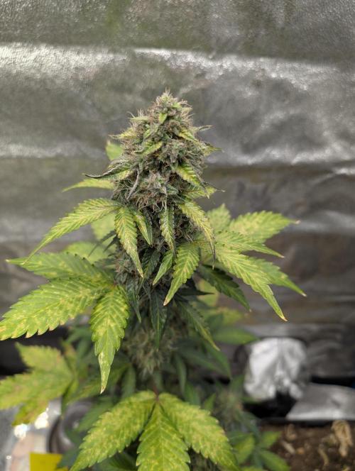 Eternity Grow Cup 2026 Sticky Broccoli. Week 10
