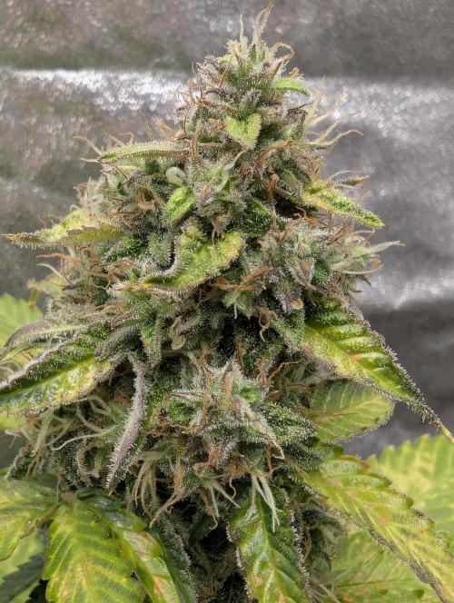 Eternity Grow Cup 2026 Sticky Broccoli. Week 10