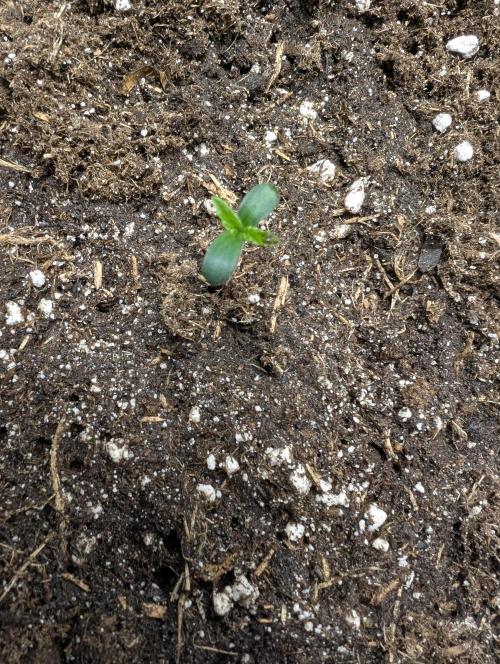 Tropical Ice Cream One-USA Genetics 2026. Week 1