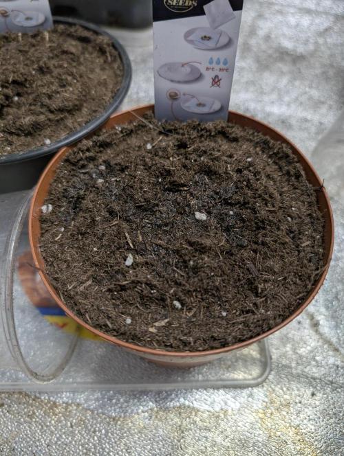 Joanne´s CBD. Week 0