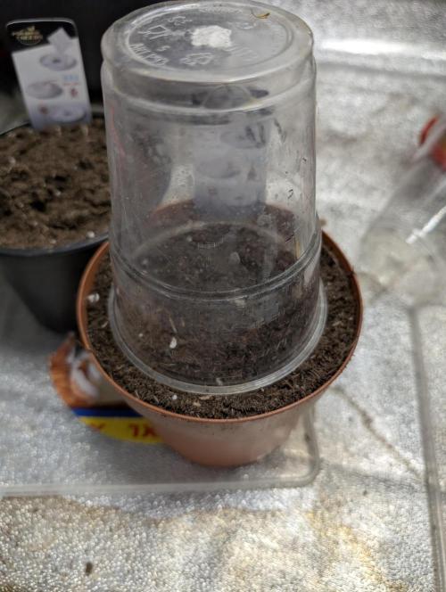 Joanne´s CBD. Week 0