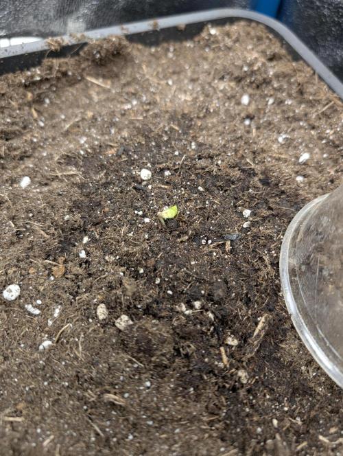 Joanne´s CBD. Week 0
