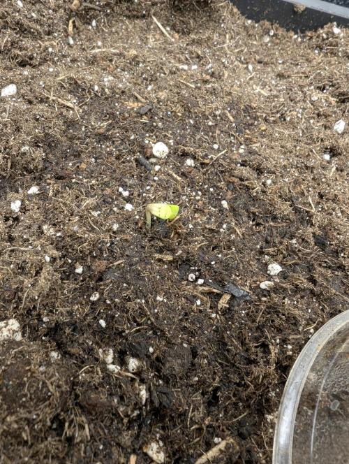 Joanne´s CBD. Week 0