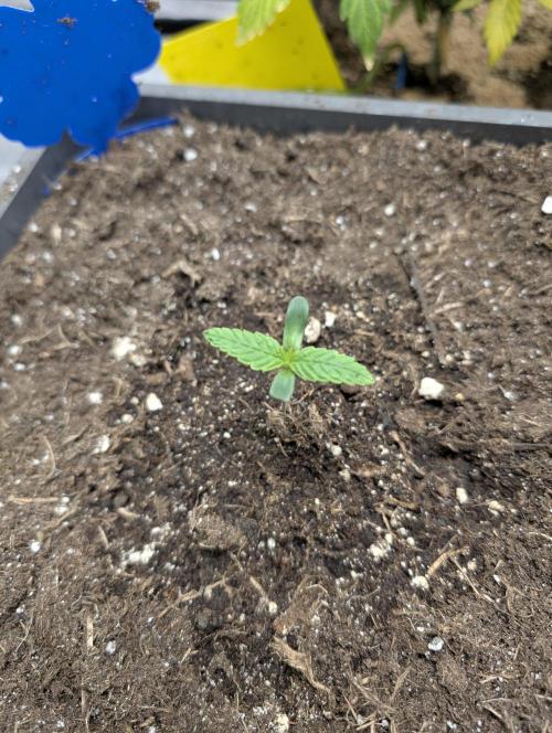 Tropical Ice Cream One-USA Genetics 2026. Week 1