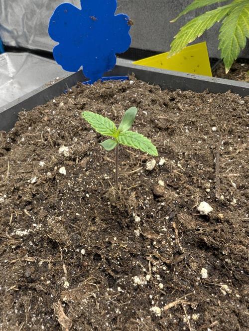 Tropical Ice Cream One-USA Genetics 2026. Week 1