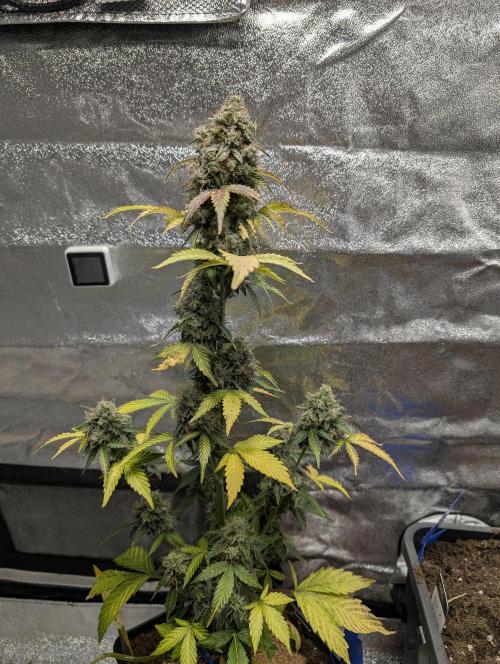 Eternity Grow Cup 2026 Sticky Broccoli. Week 11