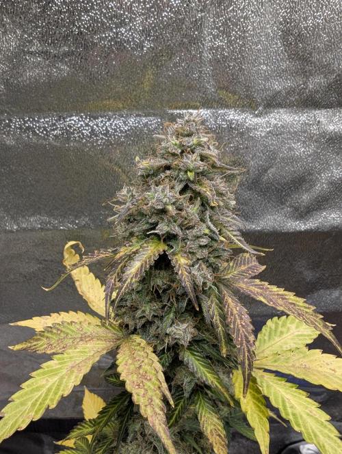Eternity Grow Cup 2026 Sticky Broccoli. Week 11