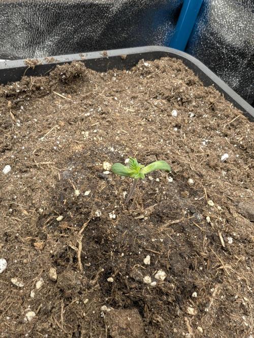 Joanne´s CBD. Week 1