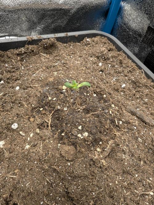 Joanne´s CBD. Week 1