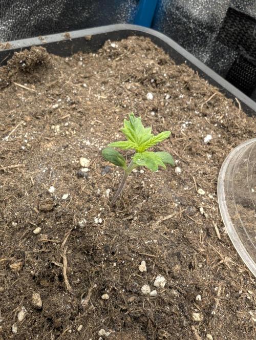 Joanne´s CBD. Week 2