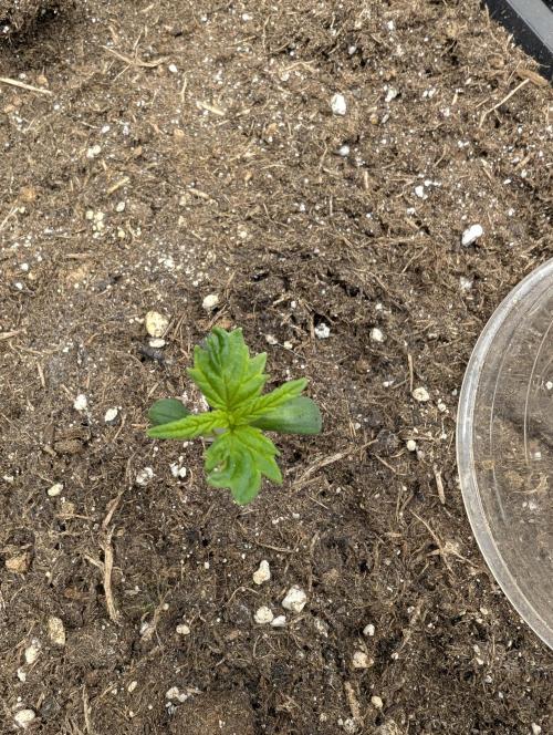 Joanne´s CBD. Week 2