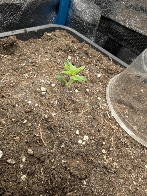 Joanne´s CBD. Week 2