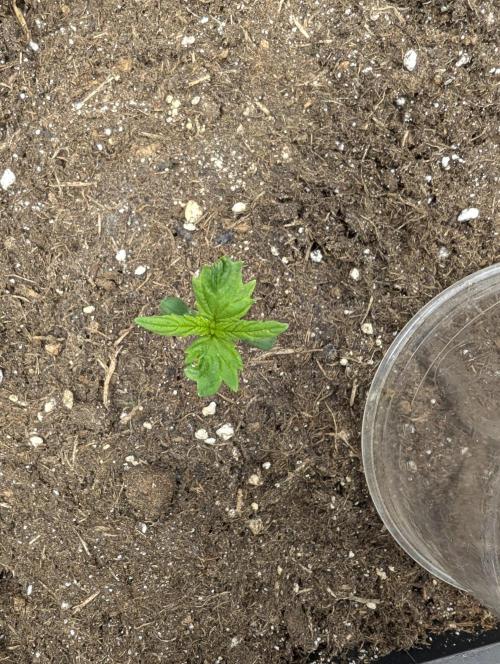 Joanne´s CBD. Week 2