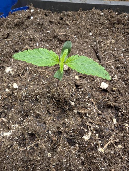 Tropical Ice Cream One-USA Genetics 2026. Week 2