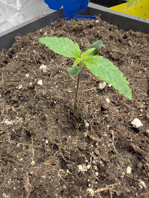 Tropical Ice Cream One-USA Genetics 2026. Week 2