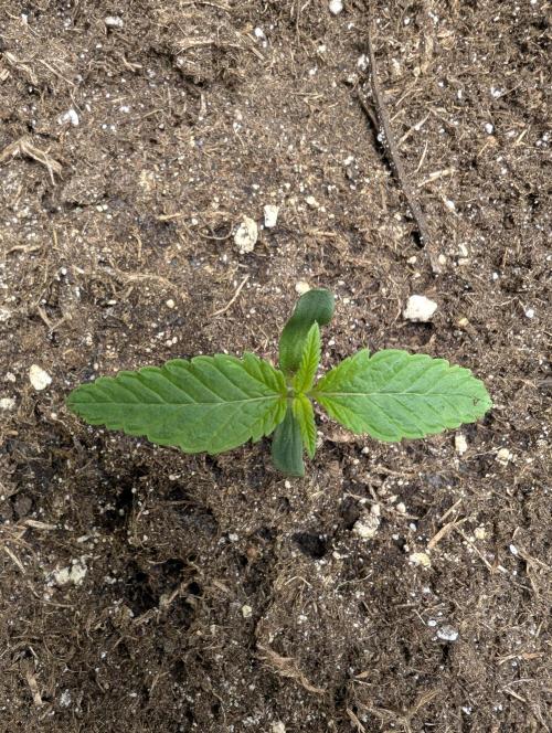 Tropical Ice Cream One-USA Genetics 2026. Week 2