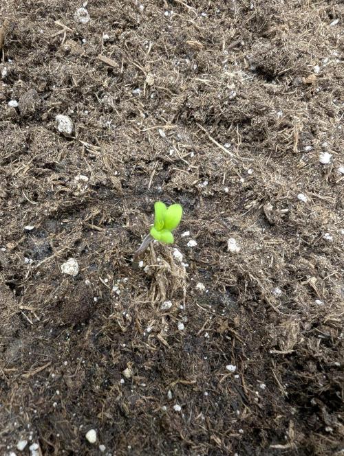 Cherry Mc Muffin. Week 1