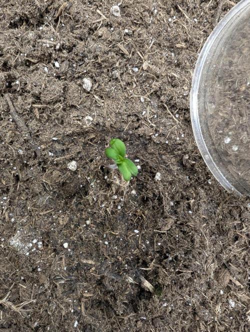 Cherry Mc Muffin. Week 1