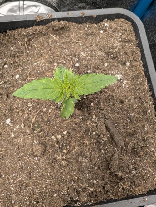 Joanne´s CBD. Week 2