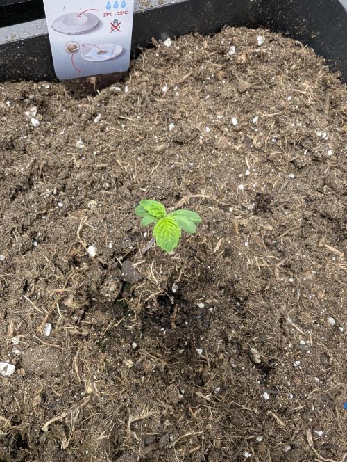 Cherry Mc Muffin. Week 1
