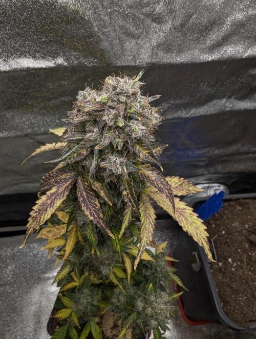 Eternity Grow Cup 2026 Sticky Broccoli. Week 12