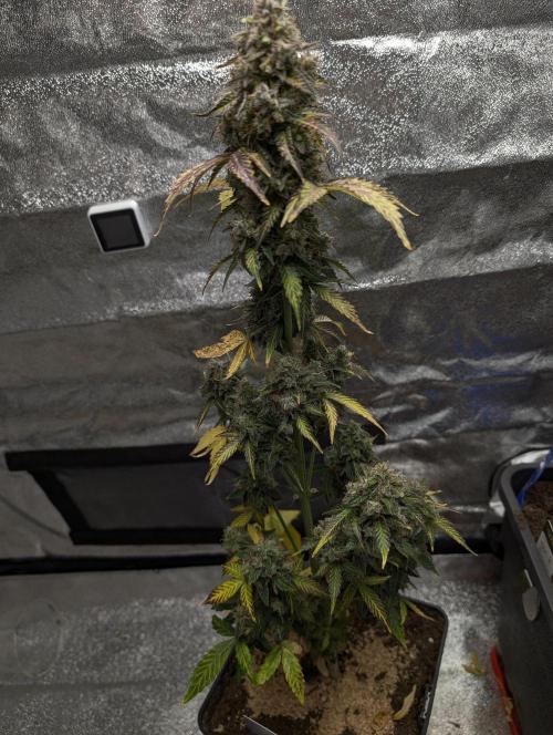 Eternity Grow Cup 2026 Sticky Broccoli. Week 12