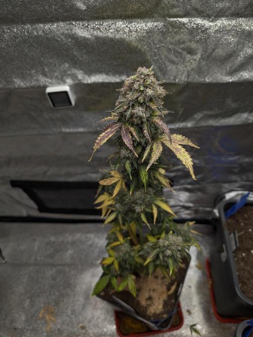 Eternity Grow Cup 2026 Sticky Broccoli. Week 12