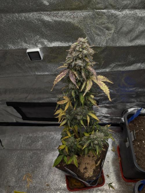 Eternity Grow Cup 2026 Sticky Broccoli. Week 12
