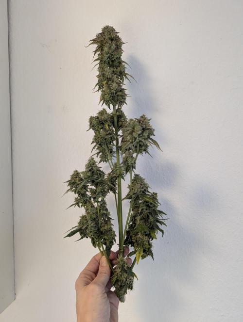 Eternity Grow Cup 2026 Sticky Broccoli. Week 12