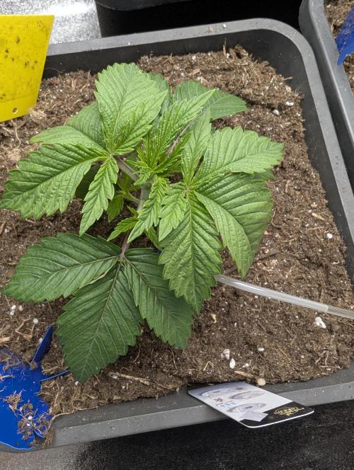 Tropical Ice Cream One-USA Genetics 2026. Week 3
