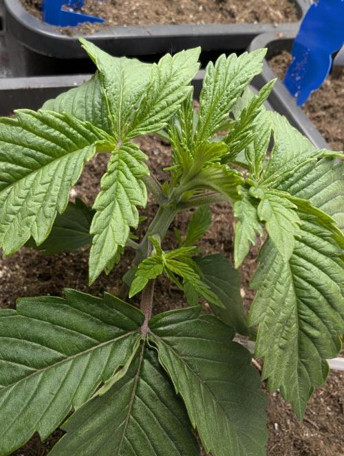 Tropical Ice Cream One-USA Genetics 2026. Week 3