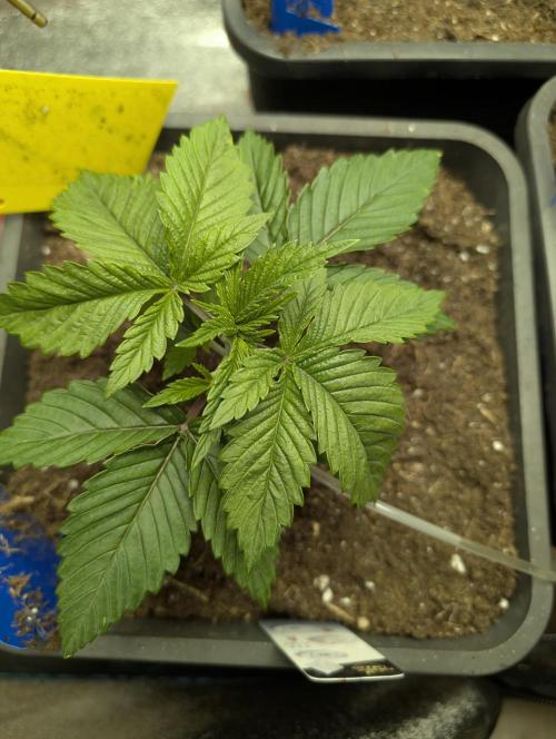 Tropical Ice Cream One-USA Genetics 2026. Week 3