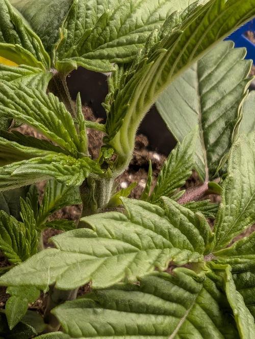 Tropical Ice Cream One-USA Genetics 2026. Week 3