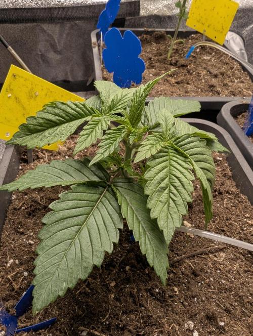 Tropical Ice Cream One-USA Genetics 2026. Week 3