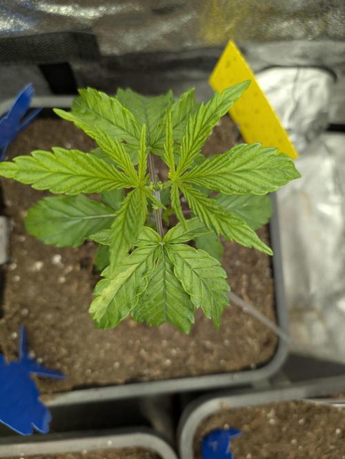 Joanne´s CBD. Week 3