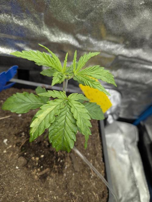 Joanne´s CBD. Week 3