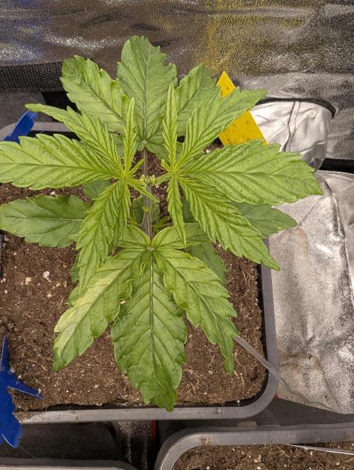 Joanne´s CBD. Week 3
