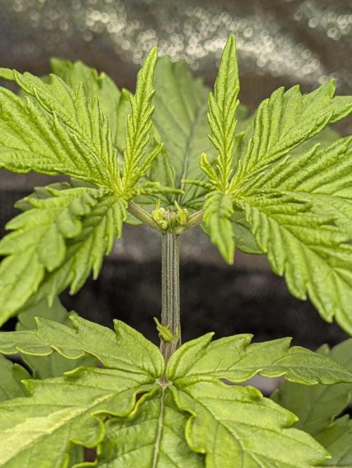 Joanne´s CBD. Week 3