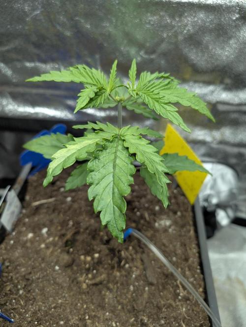 Joanne´s CBD. Week 3