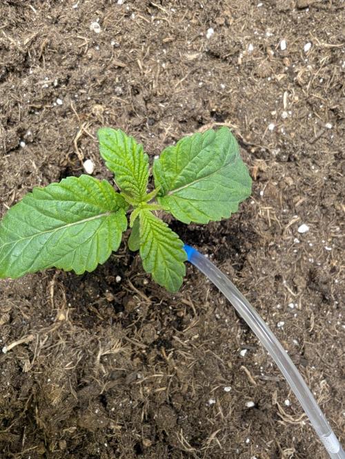 Cherry Mc Muffin. Week 2