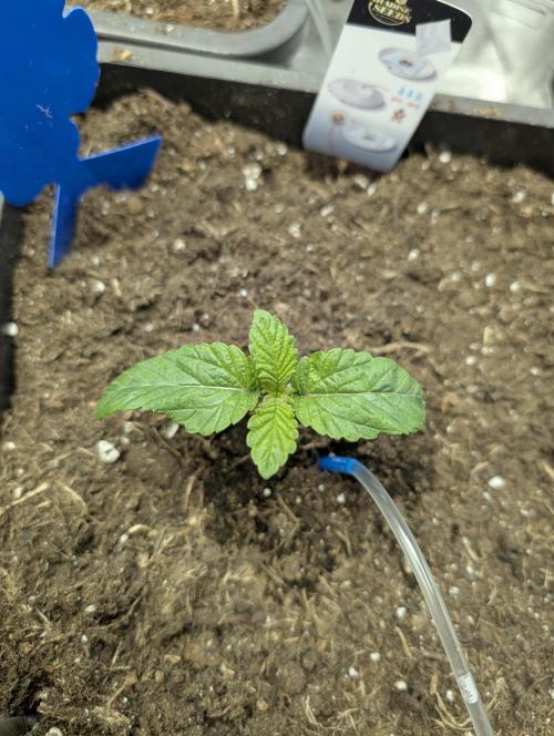 Cherry Mc Muffin. Week 2