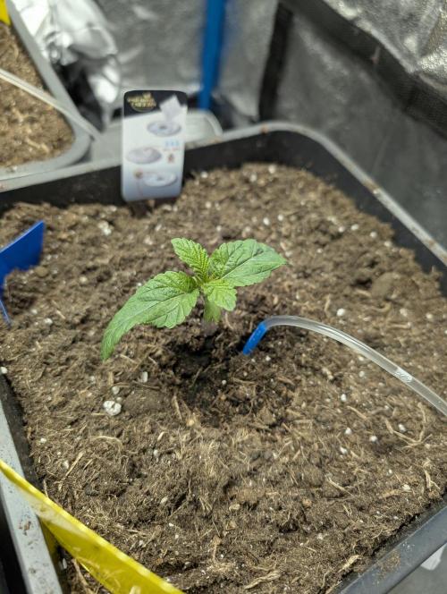 Cherry Mc Muffin. Week 2