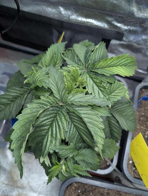 Tropical Ice Cream One-USA Genetics 2026. Week 4