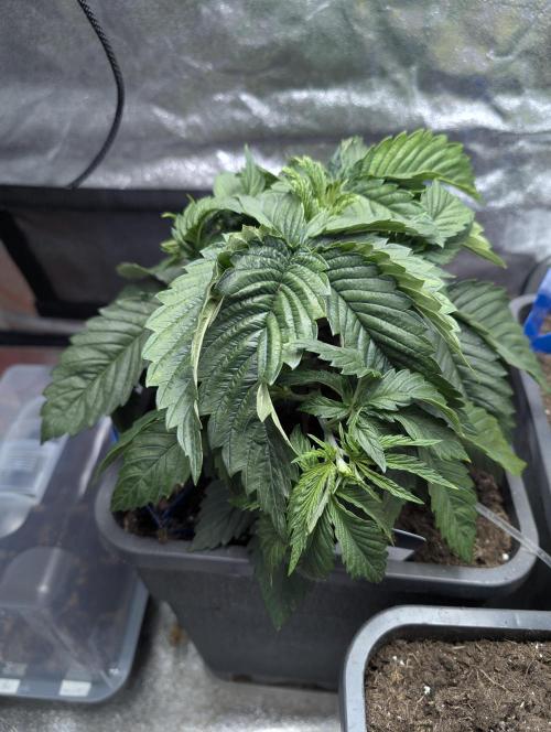 Tropical Ice Cream One-USA Genetics 2026. Week 4