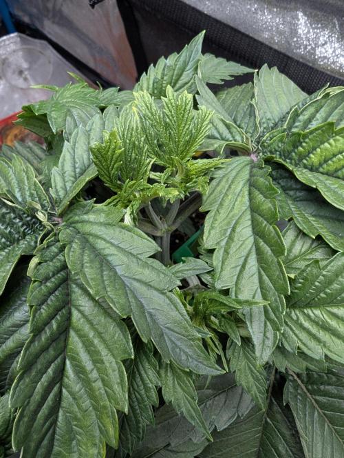 Tropical Ice Cream One-USA Genetics 2026. Week 4