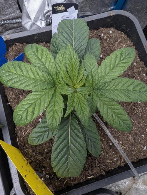 Cherry Mc Muffin. Week 3
