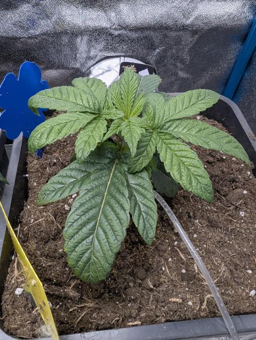Cherry Mc Muffin. Week 3