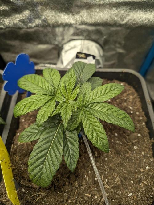 Cherry Mc Muffin. Week 3