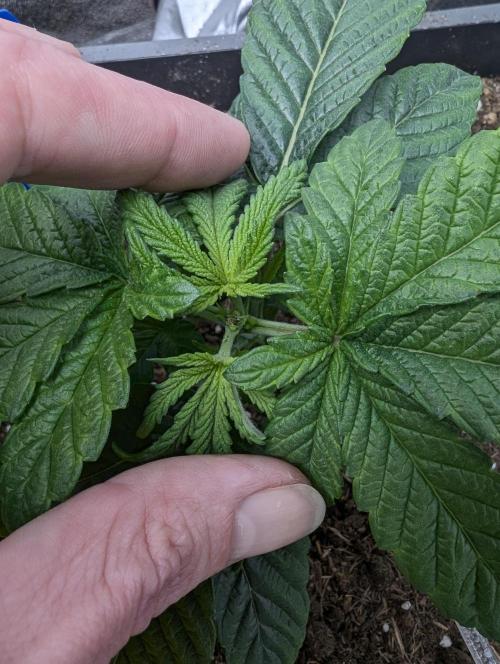 Cherry Mc Muffin. Week 3