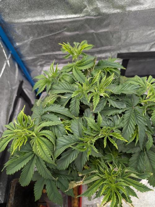 Tropical Ice Cream One-USA Genetics 2026. Week 5